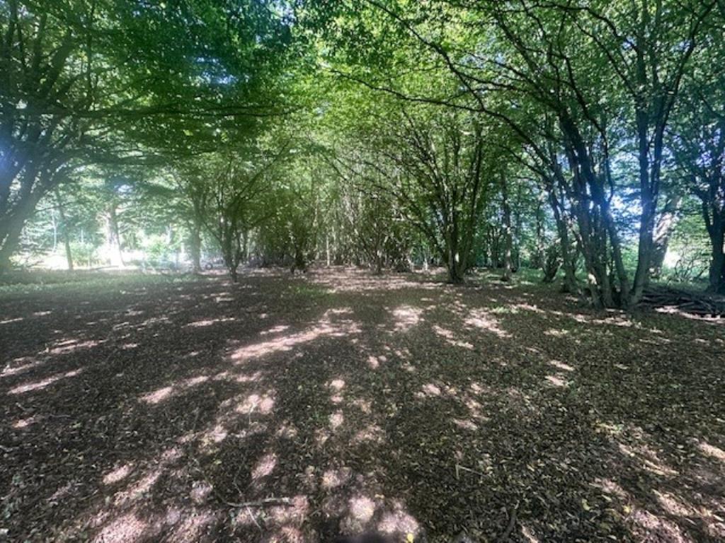 Lot: 48 - WOODLAND AND FORESTRY BUILDING - Woodland